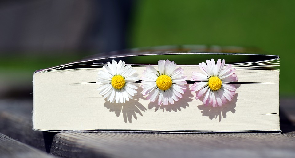 Image of three daisies sticking out of a book